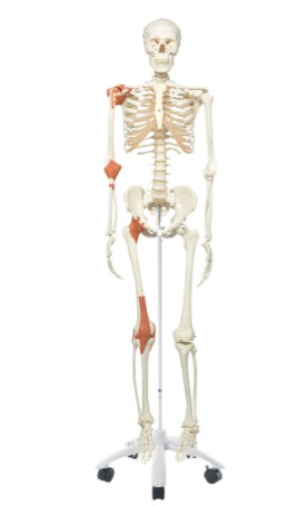 LEO THE LIGEMANET SKELETON ON ROLLER STAND